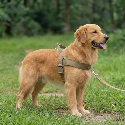 Anti-Zug-Hundegeschirr