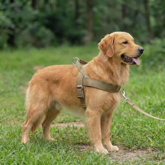 Anti-Zug-Hundegeschirr